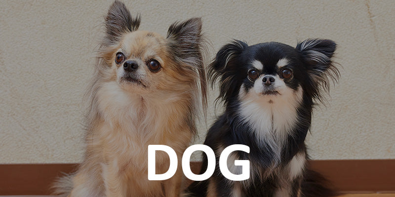 犬用品の一覧はこちら – OFT STORE