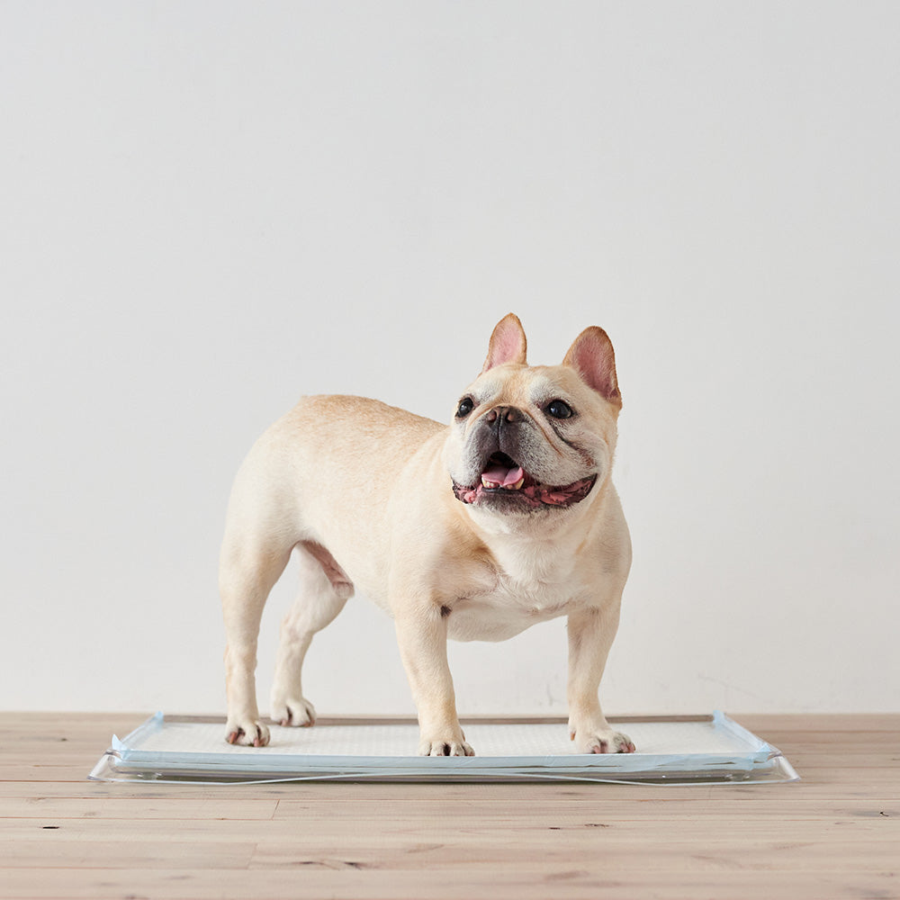 (専用クリーナープレゼント)クリアレット クーペ Clearlet coupe (ワイドシーツサイズ)