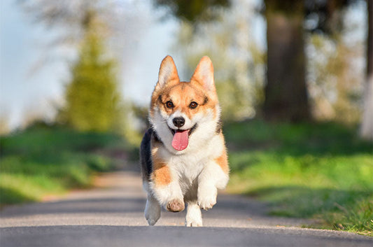首をかしげる？何度も振り向く？愛犬の可愛い行動、見せてくれる理由や気持ちとは？