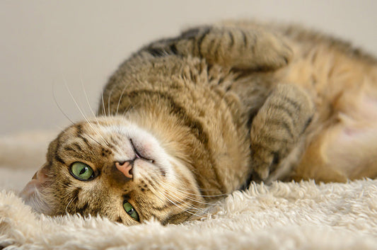 猫にとって入院はストレス？動物病院で過ごす一日のスケジュールとは