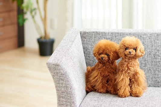 カスタマーサービスとプレシャスゲストについて