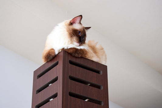 室内飼いの運動不足な猫ちゃんへ。モダンでおしゃれなキャットタワー『necobacoT』