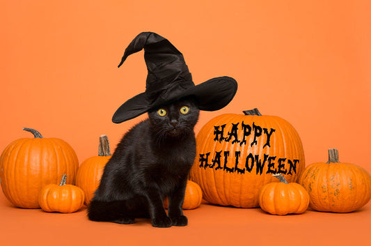 ハロウィンに黒猫が登場する由来とは？歴史や幸運のジンクス、おすすめの過ごし方をご紹介
