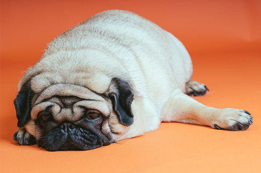 ぽっちゃり？肥満？愛犬をダイエットさせる方法とは