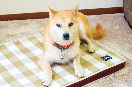 シニア犬介護用のマットはどんなのがいいの？