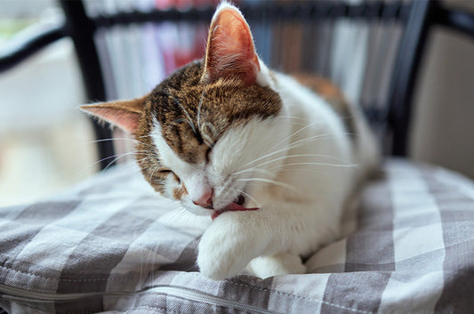 シニア期の猫ちゃんのボディケア！清潔に保つ方法をご紹介