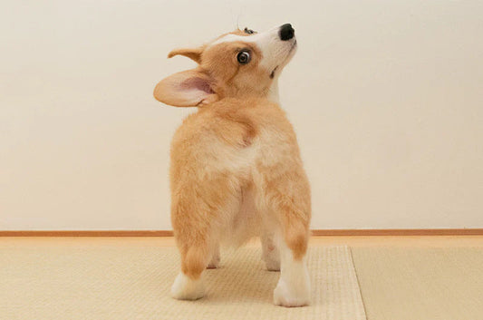 ワンちゃんの断尾や断耳はなんのためにするの？していなくても問題ありません！