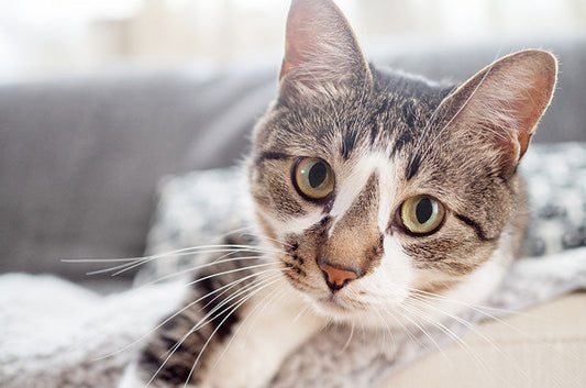 全猫ちゃん共通！年齢や猫種に関係なく発症しやすい疾患とは？