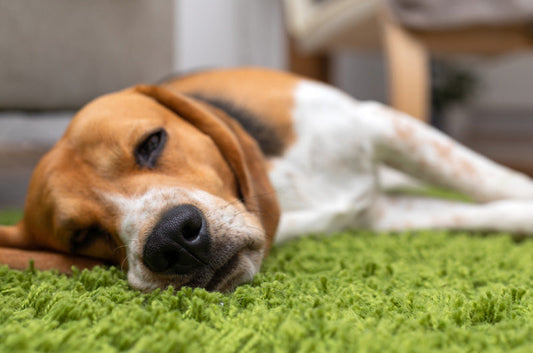 知っておきたい「ペットの熱中症」と予防