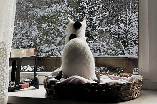 冬本番から始める愛猫の防寒対策！電気代不要のおすすめアイテム