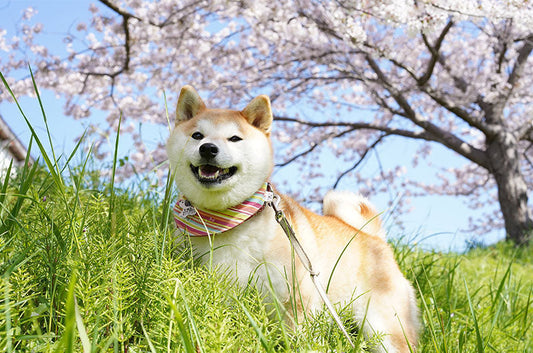 2025年春目前！愛犬に今年必要な予防をおさらいしましょう
