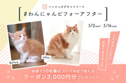 インスタグラムキャンペーン