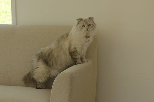 猫のかかりやすい病気vol.1～下部尿路疾患