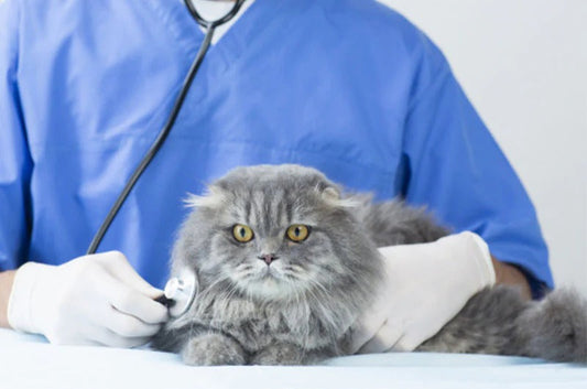 春の健康診断！キャリーが苦手な猫ちゃんをスムーズに病院へ連れて行く方法