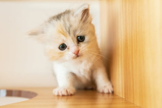 猫ちゃんの避妊手術、気になる費用や時間はどれくらい？