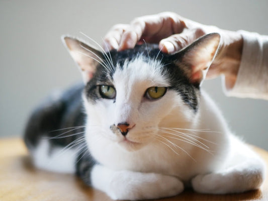 シニア期の猫ちゃんの住環境！気をつけてあげたいポイントは？