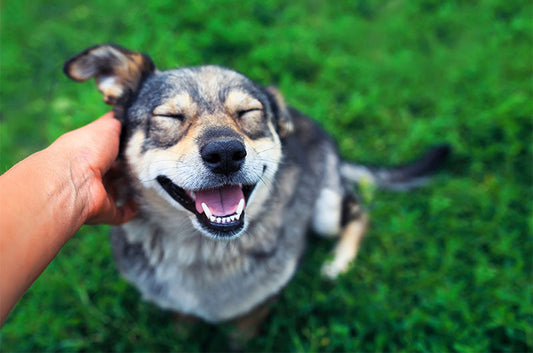 犬と人、連れ添うようになったのはいつから？ワンちゃん達の歴史とは