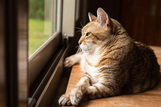 外泊時の猫ちゃんお留守番方法！自宅で留守番させてもいいの？