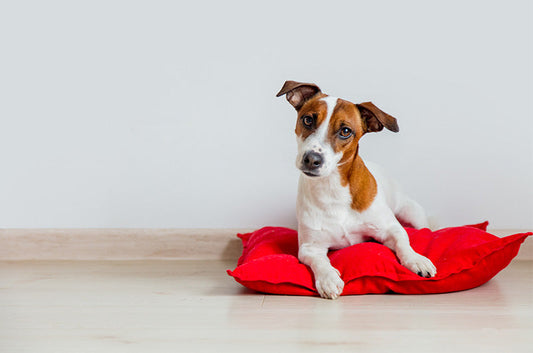 愛犬の気持ちがわかる？ワンちゃんの【カーミングシグナル】とは