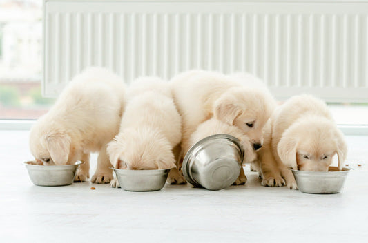 【2021年6月1日施行】動物愛護法改正での変化