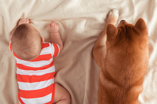 ペットと赤ちゃんのいる暮らし