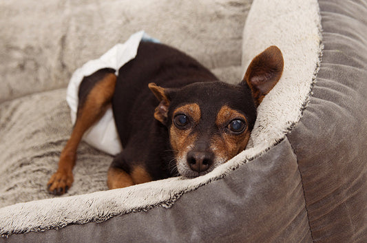 犬にも生理痛はある？ヒートの頻度や最中の注意点とは
