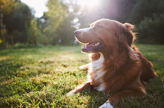 老犬のお手入れはどうすればいい？負担をかけない方法とは