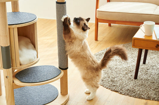 猫ちゃんの爪をとぐ理由と対処法