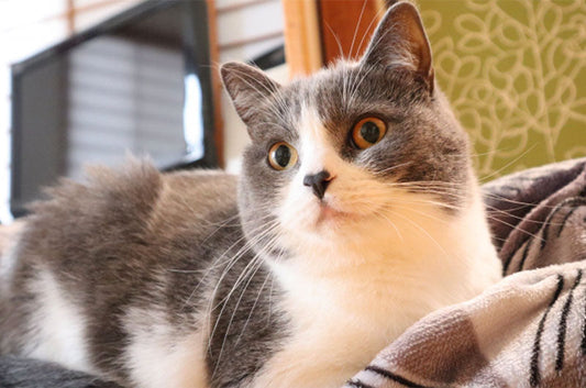 愛猫を喜ばせたい！飼い主さんにぜひ試してほしいことは？