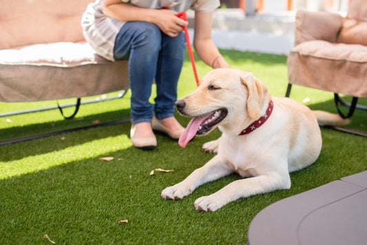 動物介護施設に注目！“第二のおうち"老犬ホームってどんなところ？
