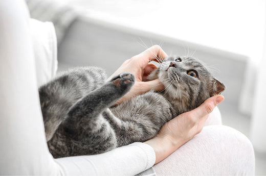 愛猫のお手入れ問題！お風呂は必要？爪切りや肛門腺の頻度とは