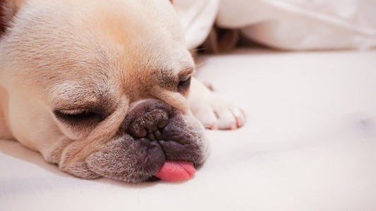 愛犬の気管虚脱、予防や治す方法はある？