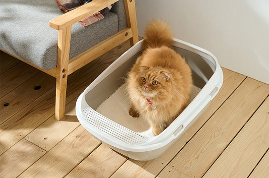 猫トイレ×猫砂のベストな相性とは？おすすめの組み合わせと選び方ガイド