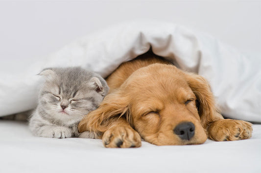 みんな笑顔に！動物病院で見られるほっこりシーンとは