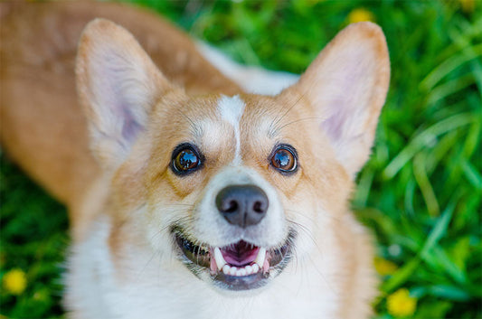 愛犬の【逆さまつげ】はどうすればいい？症状や治療の方法とは