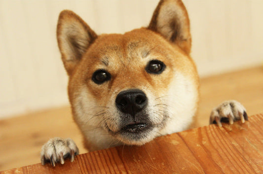 柴犬はどんな犬？動物看護師から見る犬種の特徴や性格とは