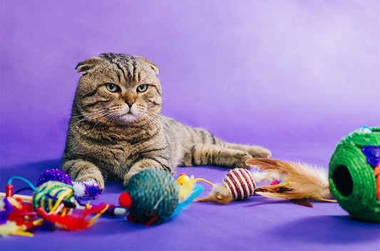 猫が夢中になる！失敗しにくいおもちゃの選び方を解説