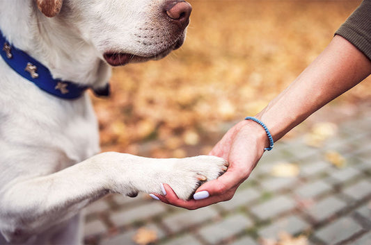 「主従関係を築く」は間違い！？ワンちゃんのしつけ最前線