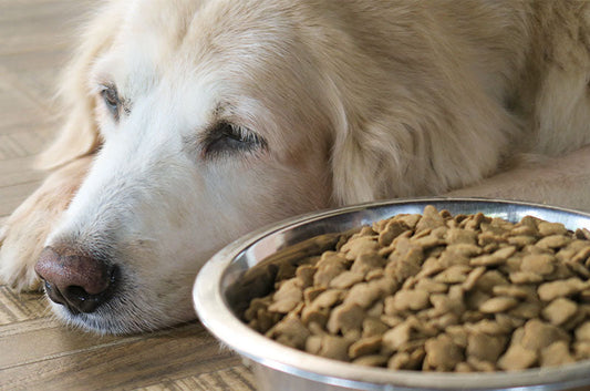 なんでもいいから食べて欲しい！老犬が食べやすい食事とは