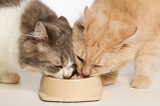猫同士のご飯の横取りには理由がある！？今すぐ試したい対策とは？