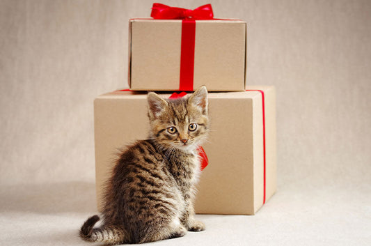 愛猫からのプレゼント！お土産を持ってくるのはなんでなの？