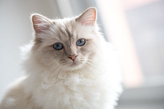 愛猫が糖尿病になったらどうすればいい？自宅での治療方法や、かかる費用とは