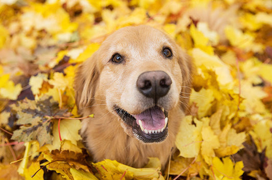 愛犬の視力や聴力が無くなってしまったら？飼い主さんがしてあげられることとは