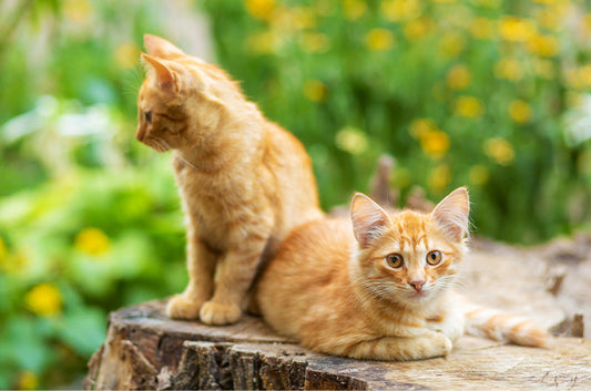ライフステージ別！愛猫にしてあげたい衣食住のケアとは？