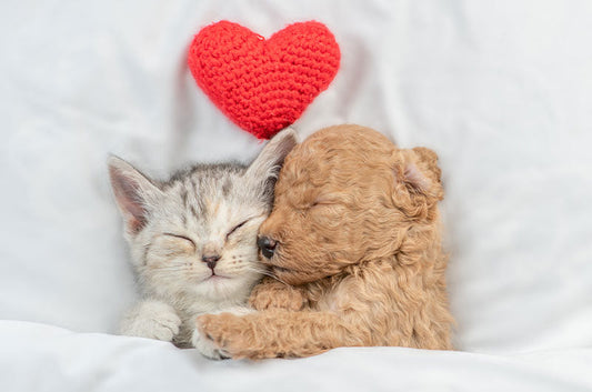 犬と仲良く暮らせる猫ちゃんとは？同居しやすい性格や猫種をわかりやすく解説！