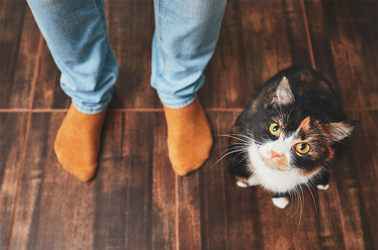いつから人間のそばにいたの？気まぐれ猫たちの歴史とは