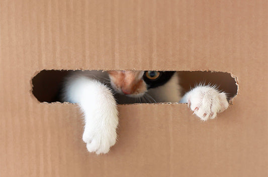ご飯を食べながら喋る⁉猫ちゃんの不思議な行動たち！その真意とは…？