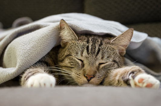 愛猫の睡眠時間は足りている？人間の睡眠サイクルやリズムとの違いとは