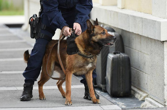 軍用犬からセラピードッグまで幅広く活躍するマリノアという犬種について