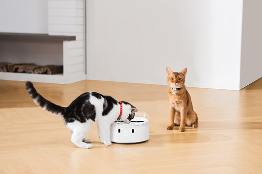 多頭飼いの味方！横取り防止機能つき自動給餌器『CATLINK RFID Pet Feeder』が新発売♪